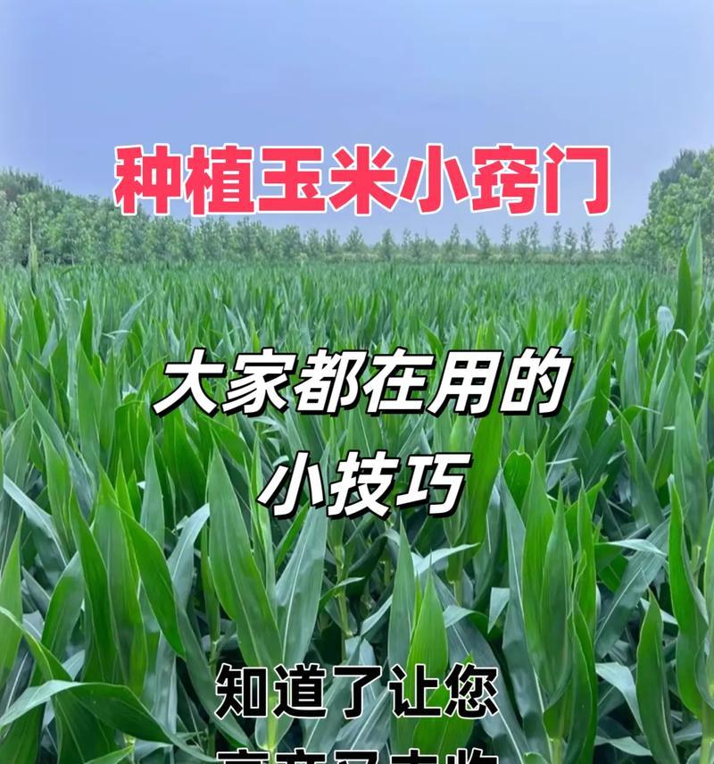 长仙人掌断枝的种植技巧有哪些？