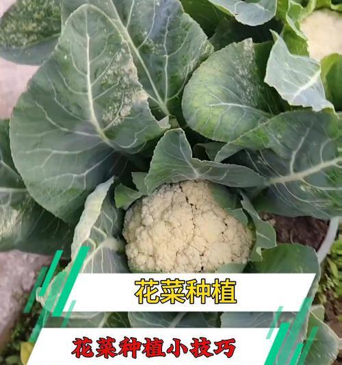 长仙人掌断枝的种植技巧有哪些？