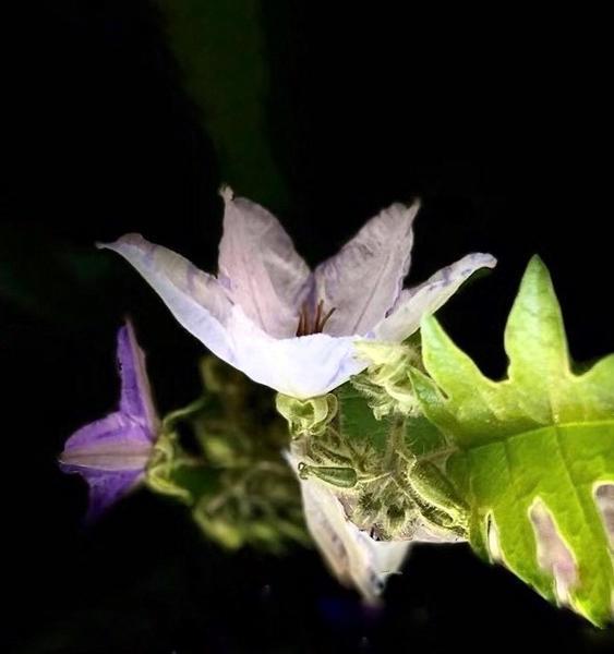 番茄开花有何寓意？它的花语代表了什么？