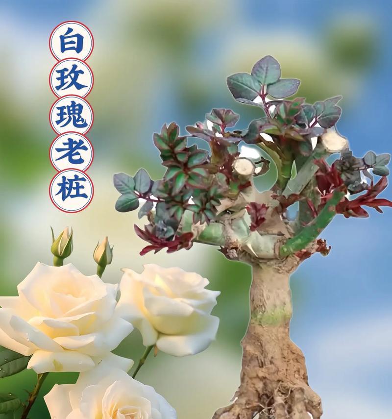 骄傲香槟的花语代表什么？它象征着怎样的品质？
