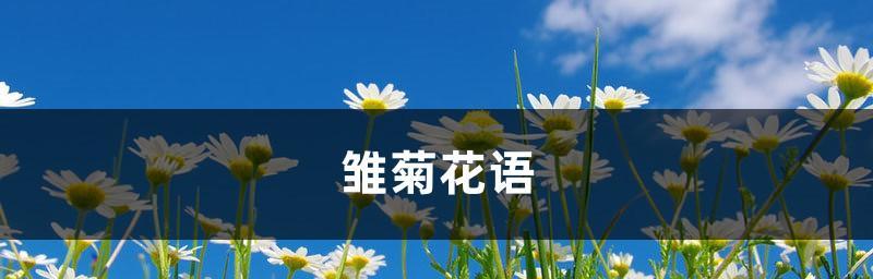 雏菊花语代表什么含义？