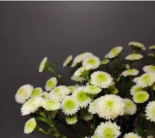 雏菊花语代表什么含义？