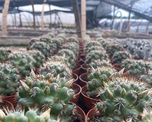 如何正确安装仙人球花盆？
