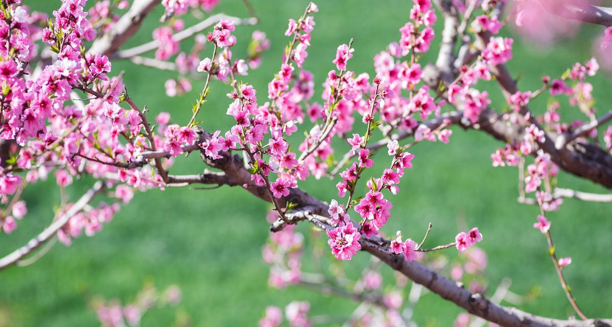 林霄花的花语有哪些？林霄花象征着什么？
