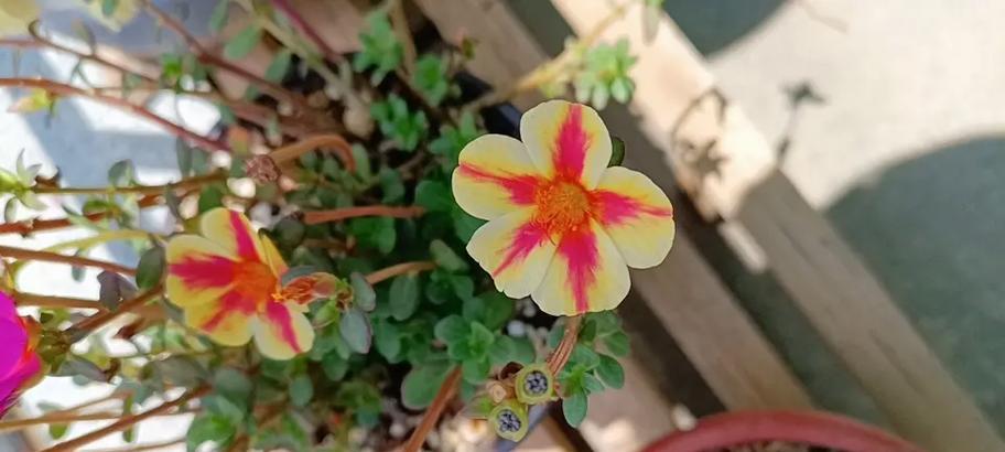 可乐花的花语代表什么？它有何特别含义？