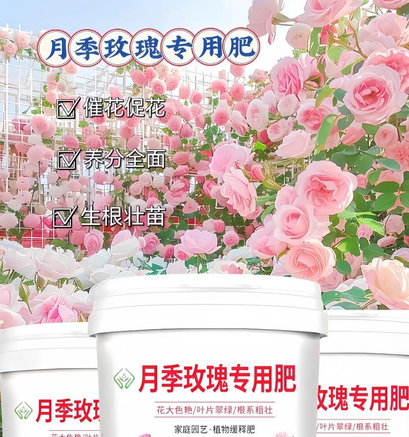 玫瑰花杀青时应使用哪种肥料？如何正确施肥？