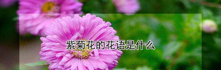 跟朋友反转的花语代表什么含义？