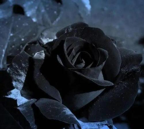 黑白花搭配的花语是什么意思？它们象征着什么？