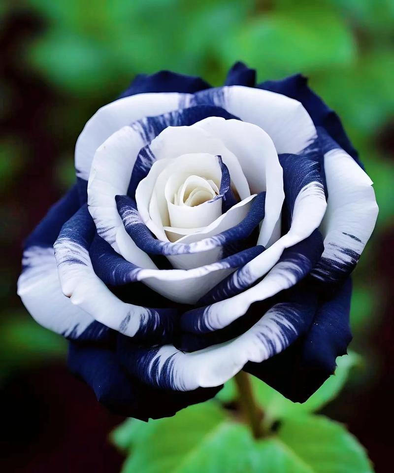 黑白花搭配的花语是什么意思？它们象征着什么？