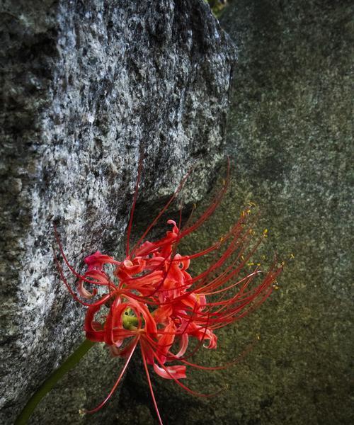 曼珠沙华的花语有哪些含义？