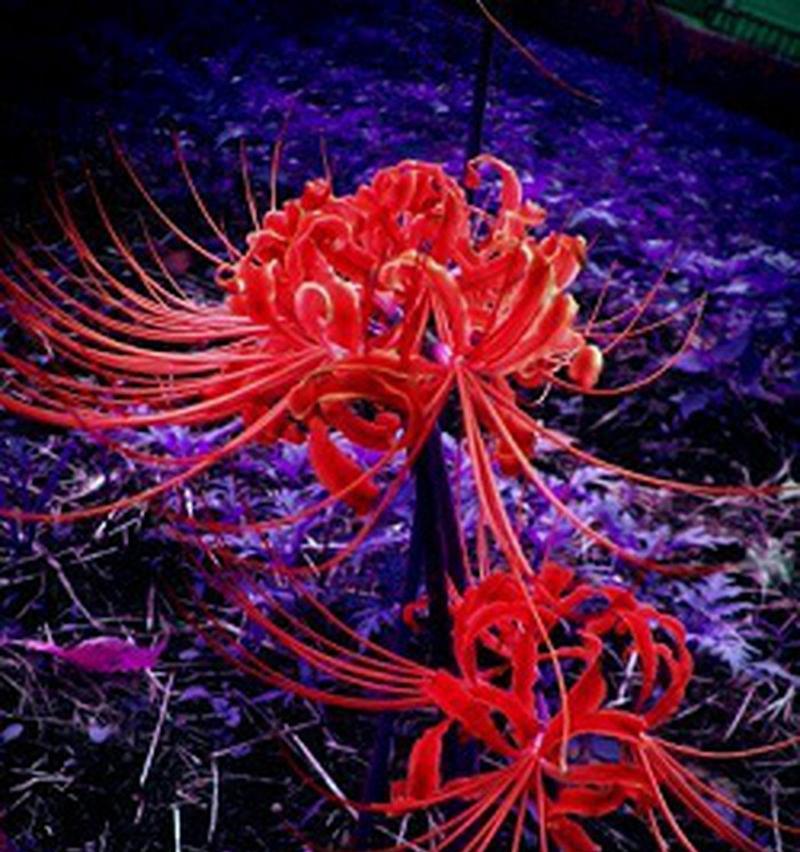 曼珠沙华的花语有哪些含义？