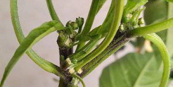 玫瑰花矮顶籽的种植方法是什么？需要注意什么？