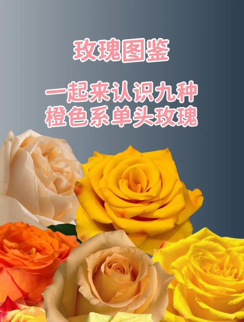 金枝梅的花语有何含义？它象征着什么？