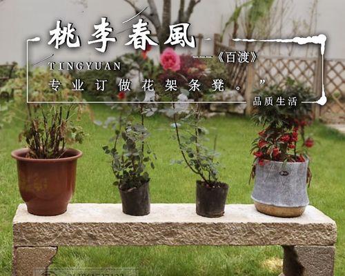 仙人掌兽狼牙养护要点是什么？如何保持其健康生长？