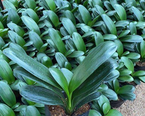 君子兰带花苞盆栽的养护技巧是什么？