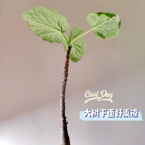 苗接仙人球枝条固定的方法是什么？