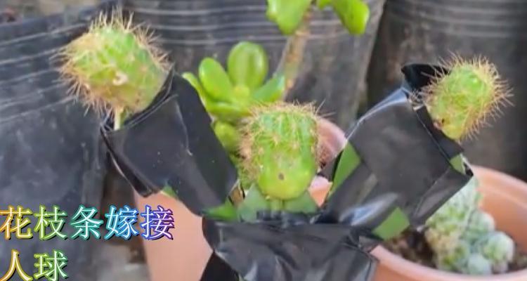 苗接仙人球枝条固定的方法是什么？