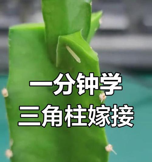 苗接仙人球枝条固定的方法是什么？