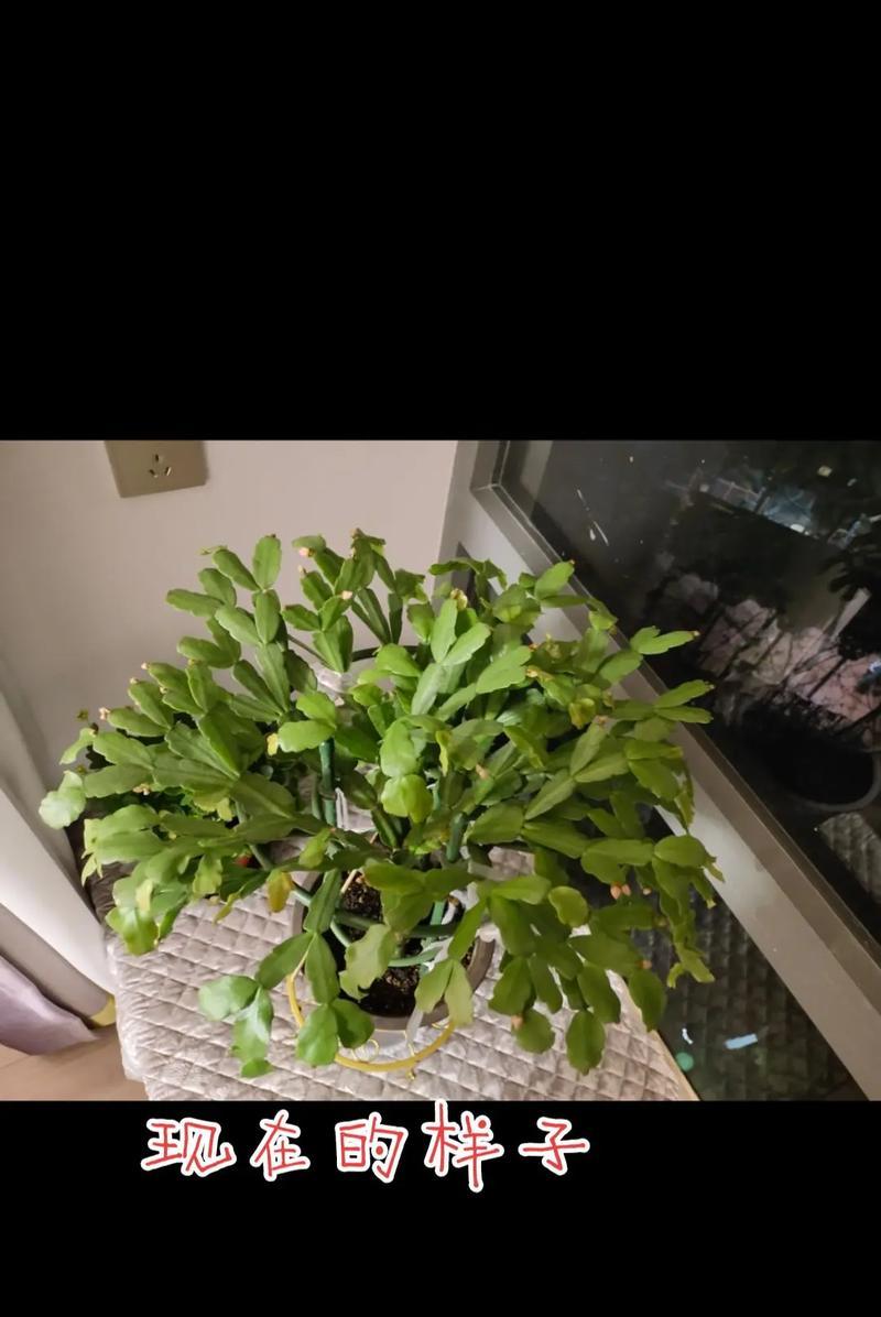 新买的仙人掌叶子需要特殊处理吗？