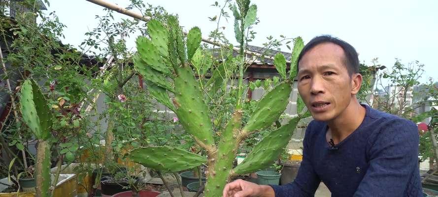 新买的仙人掌叶子需要特殊处理吗？