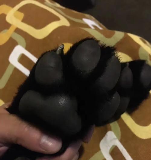 仙人球小熊掌的正确养护方法是什么？如何让仙人球小熊掌健康成长？