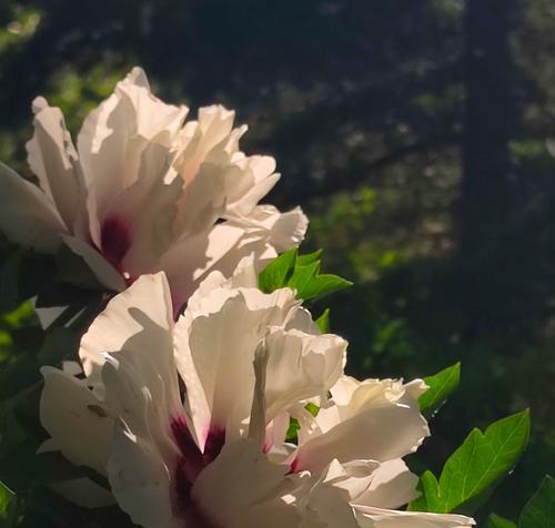 牡丹花分开栽种后如何管理？