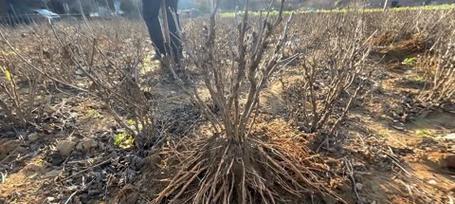 牡丹花分开栽种后如何管理？
