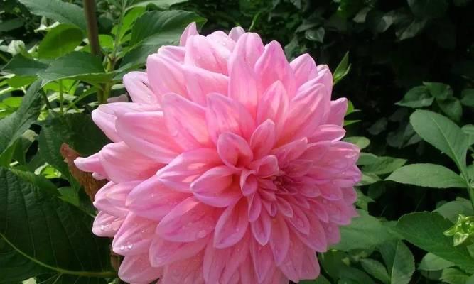 形似鬼怪的玫瑰花品种是什么？如何养护？