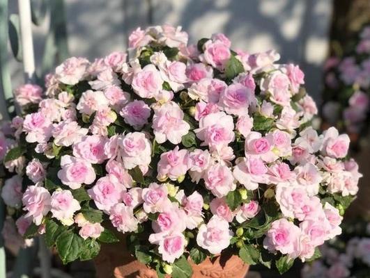 形似鬼怪的玫瑰花品种是什么？如何养护？