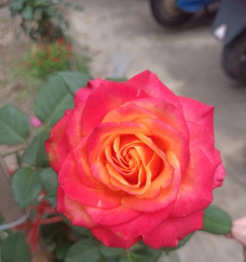 形似鬼怪的玫瑰花品种是什么？如何养护？