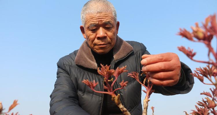 牡丹花松土后叶子蔫了如何处理？有无快速恢复方法？