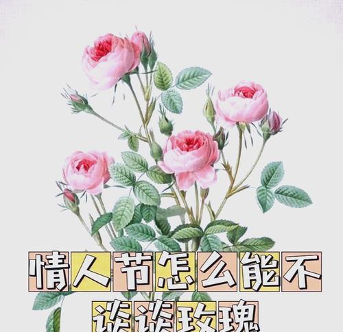 玫瑰香氛的花语有何特别之处？如何选择合适的香氛？