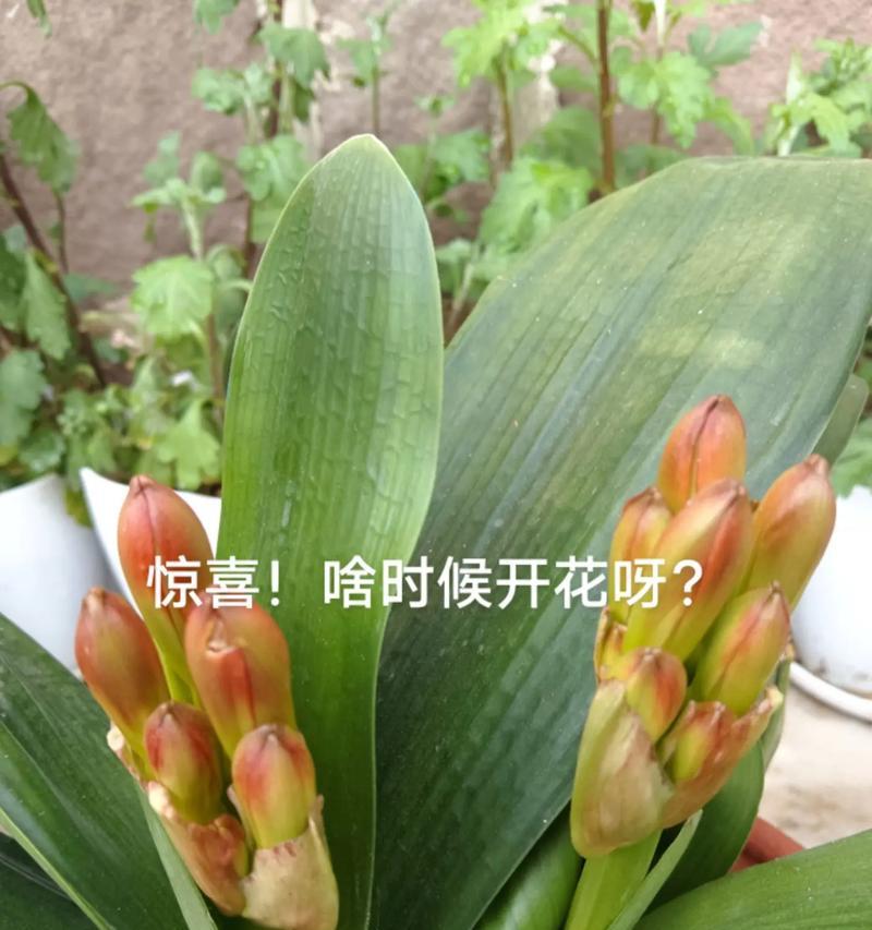 君子兰夏天出现小花苞的原因是什么？