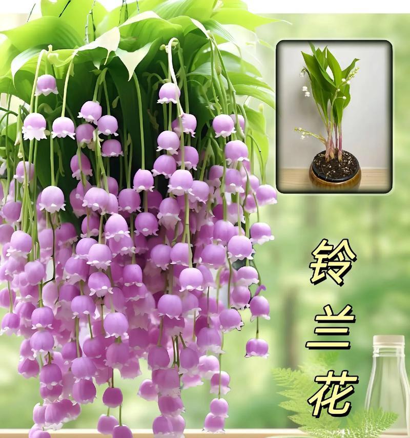 什么花的花语是幸福？哪种花卉象征着快乐和满足？