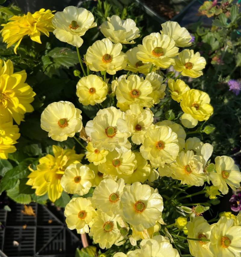 什么花的花语是幸福？哪种花卉象征着快乐和满足？