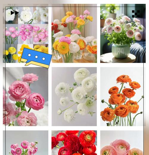 奶油牡丹的花语有哪些？表达了什么？