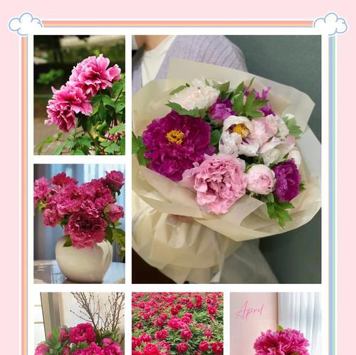 奶油牡丹的花语有哪些？表达了什么？
