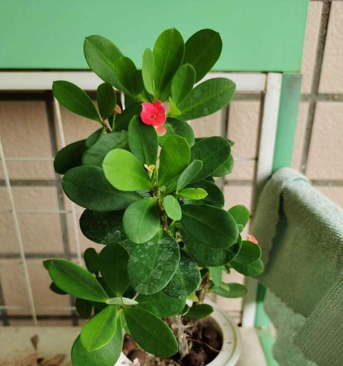 华哥的仙人掌养殖技巧有哪些？怎样才能养好？