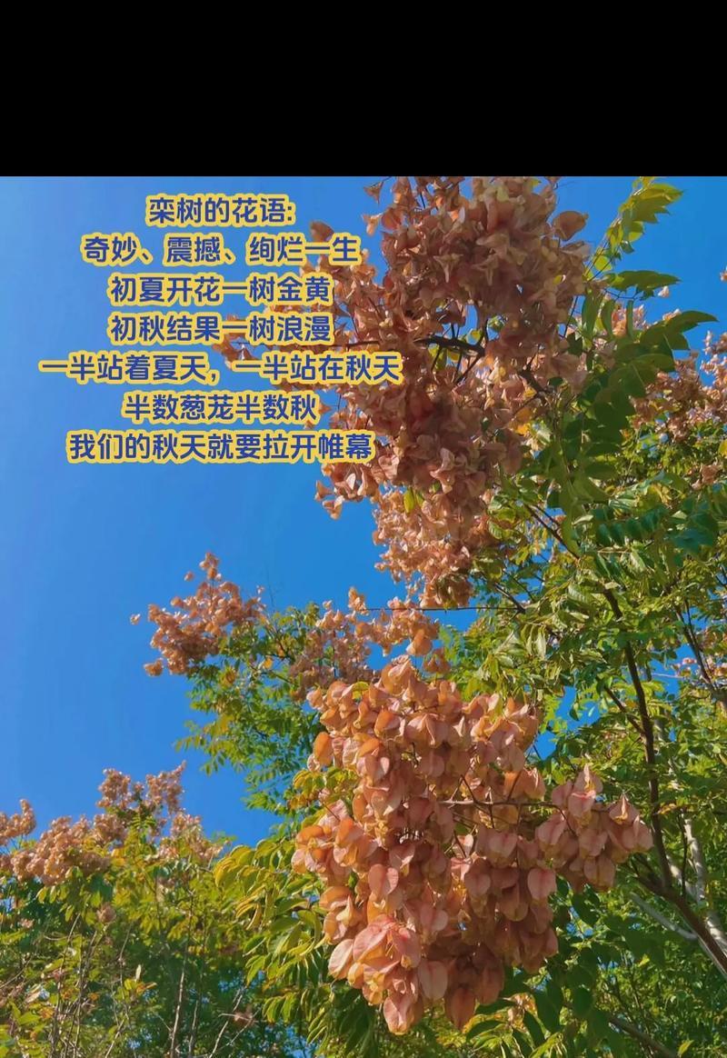 黄花栾树的花语有何深意？