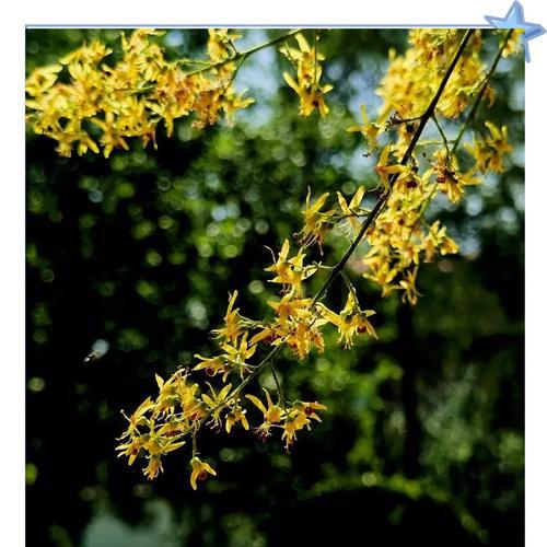 黄花栾树的花语有何深意？