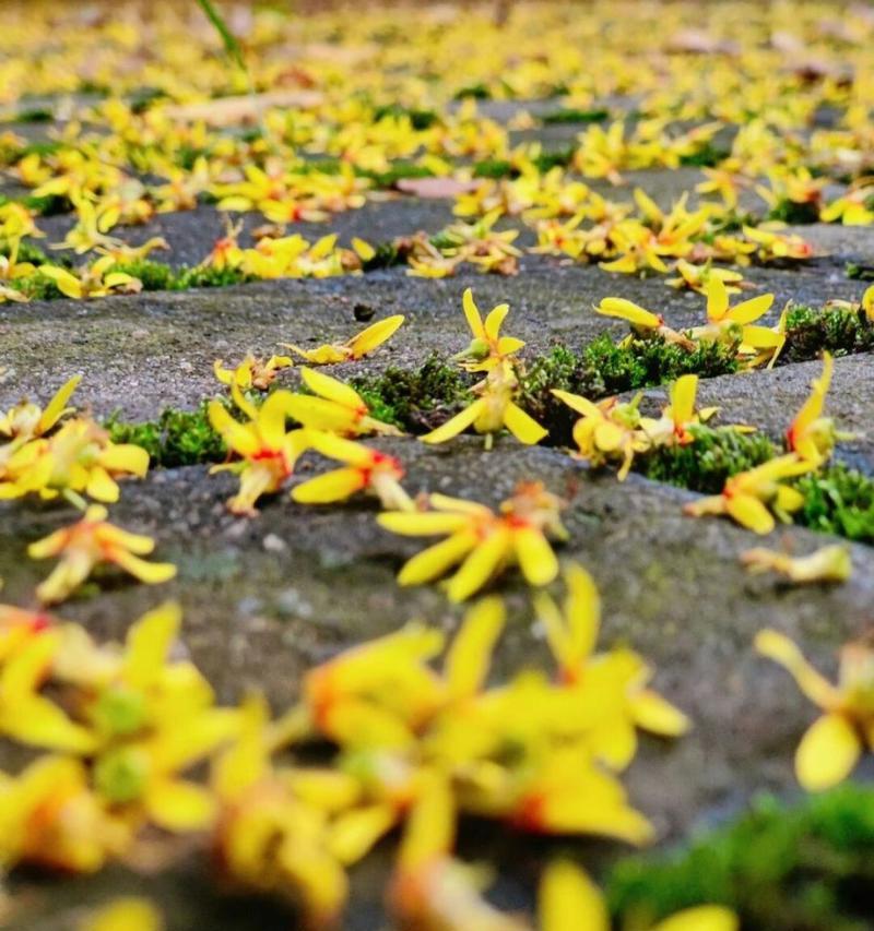 黄花栾树的花语有何深意？