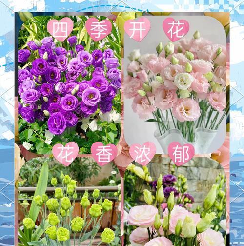 哪种花象征永恒不变的爱？