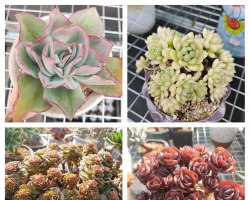 雪王小熊仙人掌的种植步骤是什么？