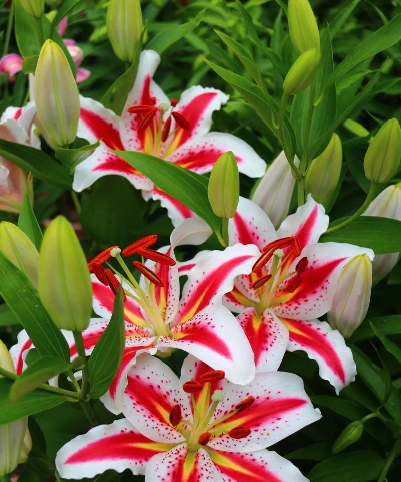 哪种花的花语是想念？送什么花表达思念之情？