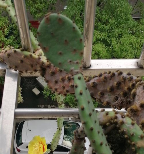 阳台种植仙人掌的方法是什么？需要注意什么？