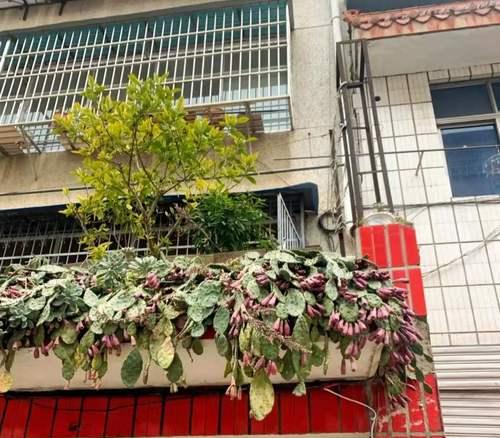 阳台种植仙人掌的方法是什么？需要注意什么？