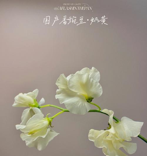 茉香花的花语代表什么？茉香花适合在什么场合赠送？