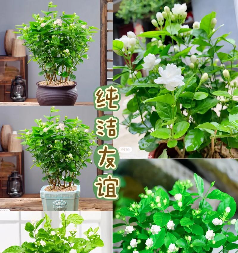 茉香花的花语代表什么？茉香花适合在什么场合赠送？
