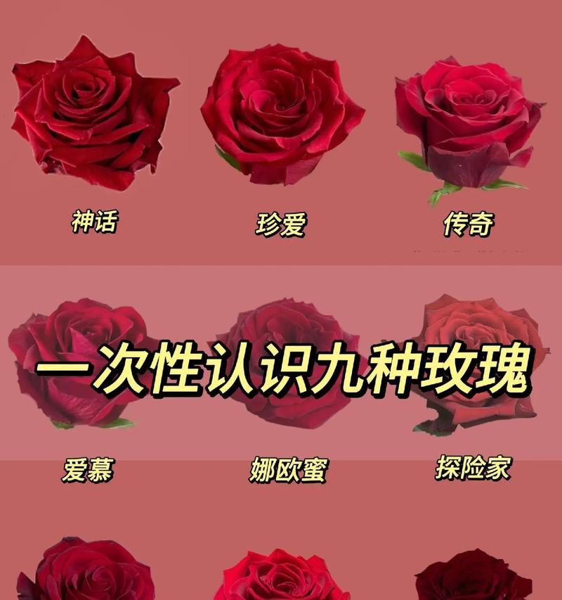 九十朵紫玫瑰花的花语有何特殊意义？