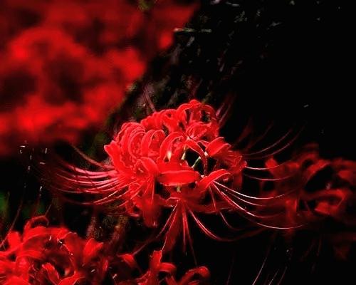 悲伤的花语有哪些？